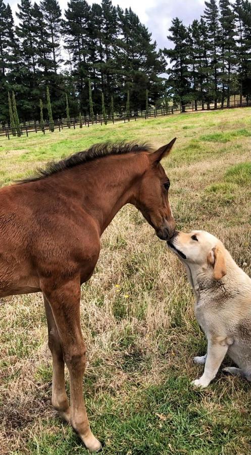 Hemel 'n Aarde Stud Gasthof *