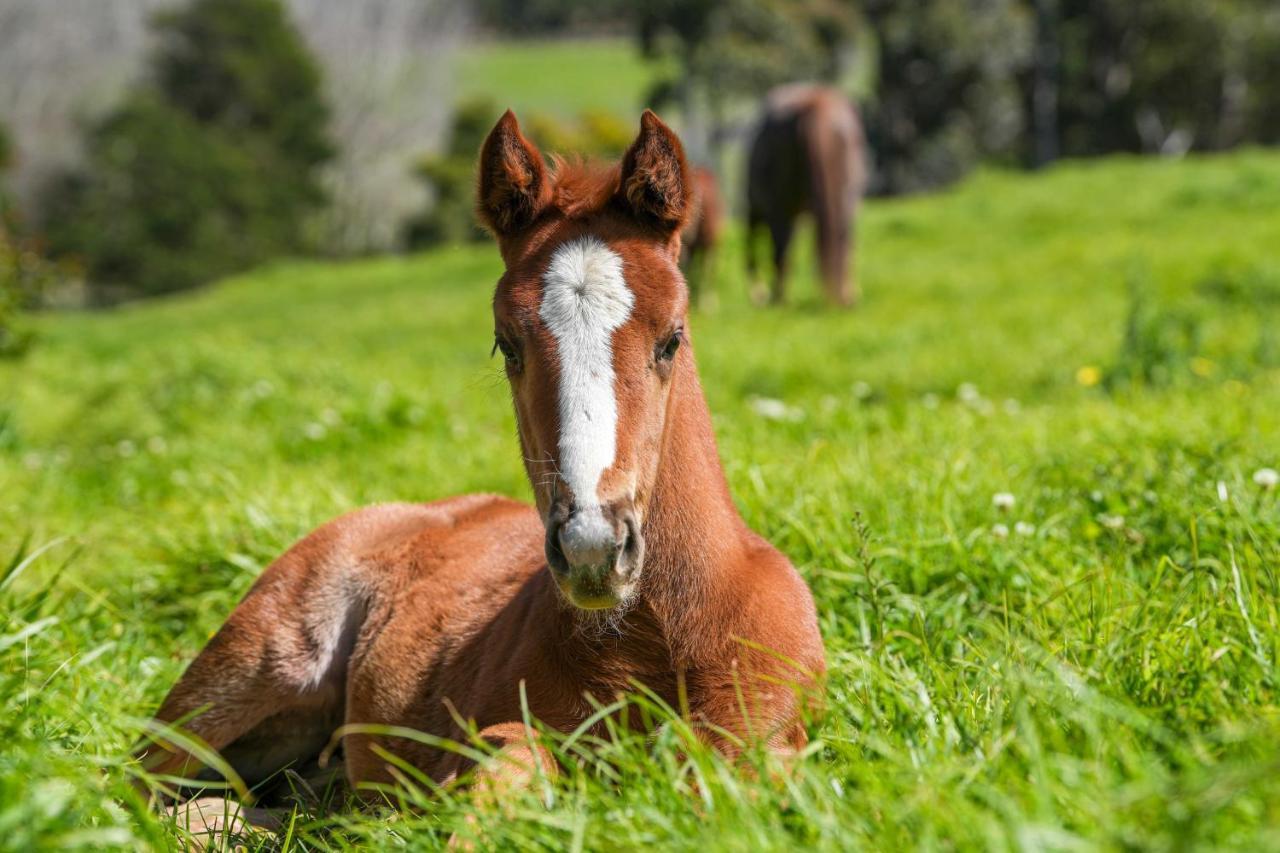Hemel 'n Aarde Stud *