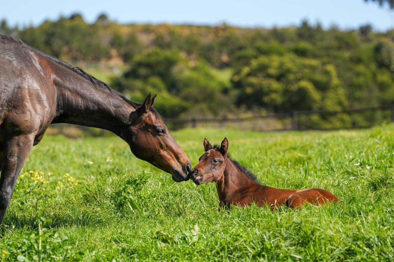 Gasthof Hemel 'n Aarde Stud *